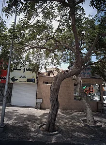 کیف و کفش نیاوران