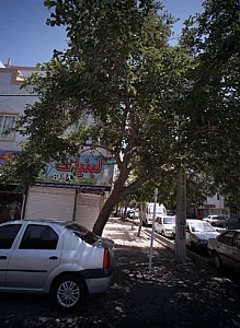لبنیات سلامت